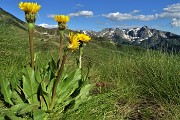 95 Costolina macchiata (Hypochaeris maculata) 